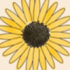 violetteplat2